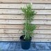 Nerium oleander, oleander ružový, kont. C20L, výška: 50-70 cm (-5°C) 